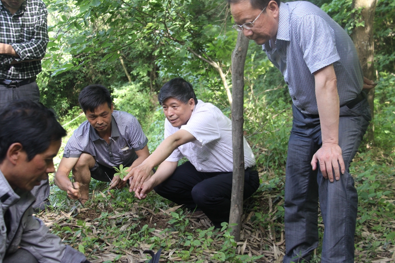 3.实验室主任王喆之赴药材基地指导 - 副本.jpg