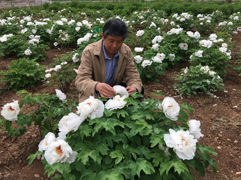 2.实验室王喆之教授在陕南牡丹种植基地 - 副本.JPG