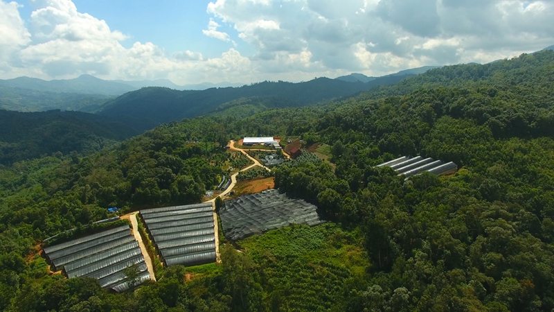 6.普洱思茅区药材基地全景.jpg