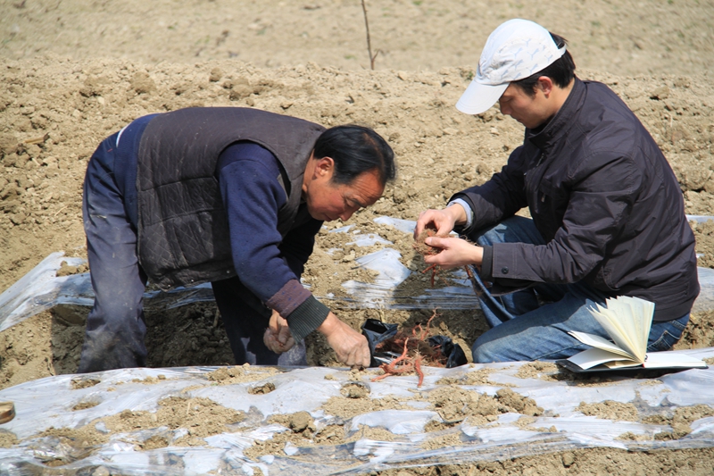 5.实验室陈康健在汉中宁强指导农户种植丹参 - 副本.jpg