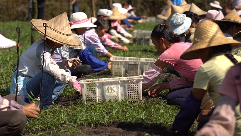 7.普洱老百姓种植中药材白及.jpg