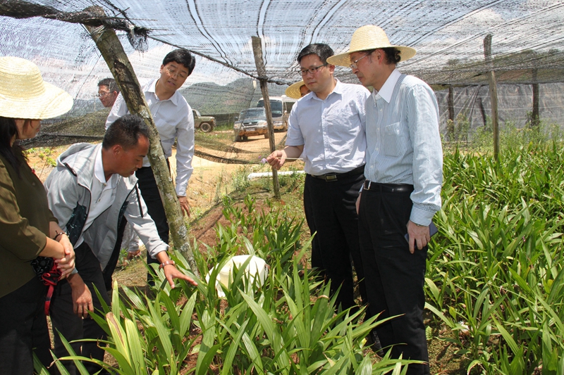 3程光旭校长带队视察普洱药材种植情况 - 副本.jpg